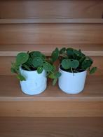 Plantes à crêpes dans des pots en pierre, Enlèvement