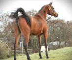 Arabische volbloed, Dieren en Toebehoren, Merrie, Gechipt, Dressuurpaard, 0 tot 2 jaar