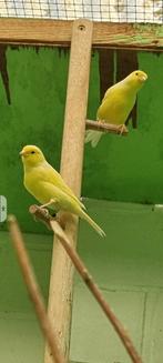 Gele kanaries koppel 2025., Dieren en Toebehoren, Kleurkanarie