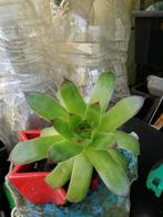Succulentes, jeunes boutures- vivace, Overige soorten, Volle zon, Vaste plant, Ophalen of Verzenden