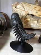 Replica Trilobiet Crotalocephalina, Ophalen of Verzenden, Fossiel