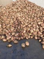 Voederbieten, Zakelijke goederen, Landbouw | Veevoer, Ophalen of Verzenden