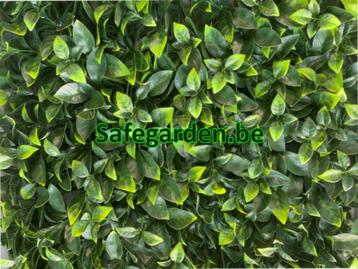 Sierkunsthaag Ficus Ligustrum scherpe prijs tot -34% beschikbaar voor biedingen