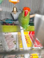 Taranta mal, Dieren en Toebehoren