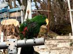 Eclectus aem, Dieren en Toebehoren, Ophalen of Verzenden, Gebruikt, Speelgoed