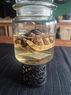 Landschildpad op sterk water, Verzamelen, Dierenverzamelingen, Ophalen, Nieuw, Reptiel of Amfibie, Opgezet dier