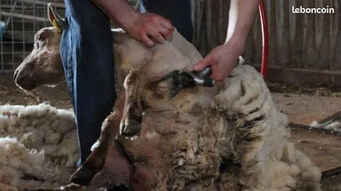 Schapenscheerder en geitenverzorging, Dieren en Toebehoren, Overige Dieren, Geslacht onbekend