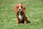 Cavalier King Charles Spaniël pups te koop, Dieren en Toebehoren, Honden | Retrievers, Spaniëls en Waterhonden, 15 weken tot 1 jaar