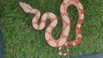 Boa Constrictor sunglow, Dieren en Toebehoren, Reptielen en Amfibieën, Slang, Tam, 0 tot 2 jaar