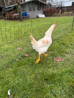 Gratis Witte leghorn haan, Mannelijk, Kip