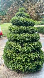 Twee buxus spiralen, Tuin en Terras, Ophalen, Buxus