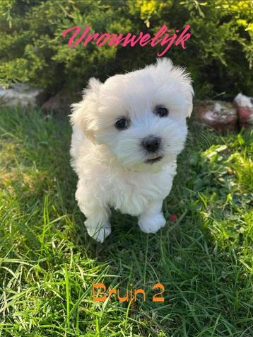 Mini maltezers nog 1 teefje en 1 reu beschikbaar, Dieren en Toebehoren, Honden | Chihuahua's en Gezelschapshonden, België, Maltezer