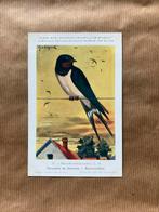 Vogels der Belgische Fauna Nr. 50 Boerenzwaluw, Verzamelen, Ophalen of Verzenden, Ongelopen, Vogel