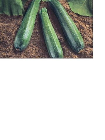 Courgettes du jardin beschikbaar voor biedingen