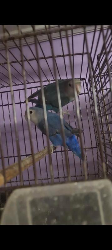 2 jonge onafscheidelijke blauwe en turkoois
 beschikbaar voor biedingen