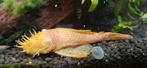 Ancistrus man, Dieren en Toebehoren