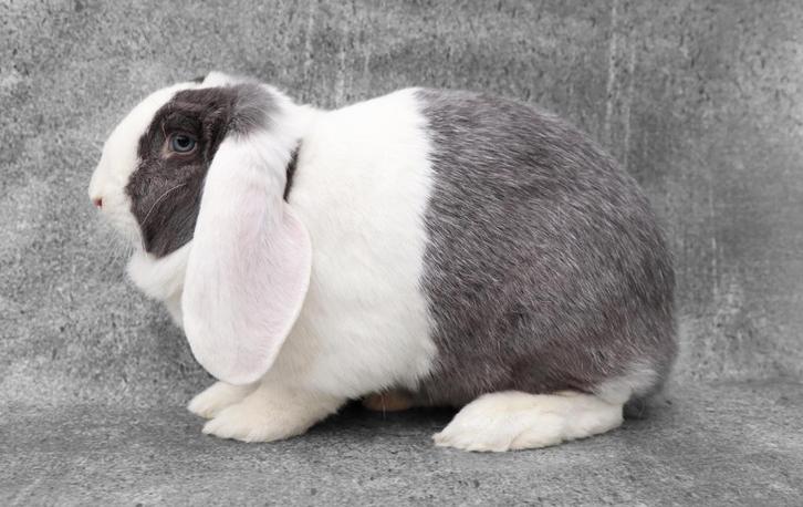 Schattige jonge raszuivere Franse Hangoor konijntjes, Dieren en Toebehoren, Konijnen, Groot, Meerdere dieren, 0 tot 2 jaar, Hangoor