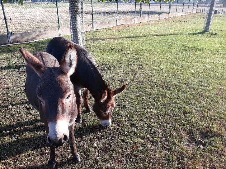 Mini ezels, Animaux & Accessoires, Chevaux & Poneys | Guêtres en cloche, Enlèvement
