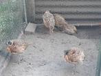Fazant, Dieren en Toebehoren, Meerdere dieren, Overige soorten