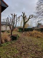 arbre, Enlèvement, En pot