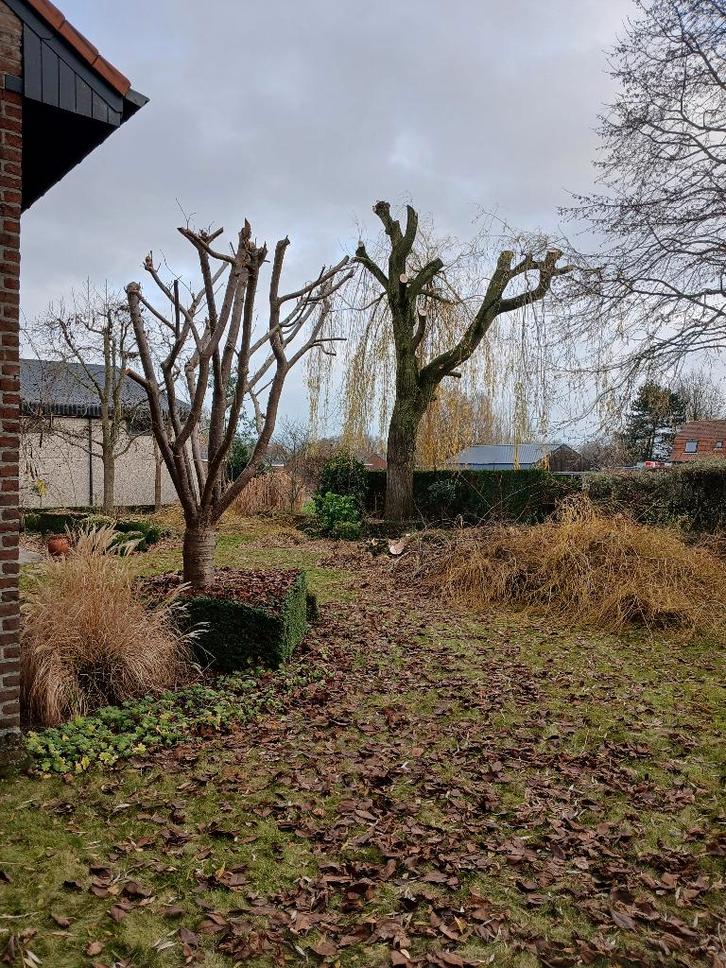 arbre, Jardin & Terrasse, Plantes | Arbres, En pot, Enlèvement