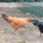 Kriel haantje, Dieren en Toebehoren, Pluimvee