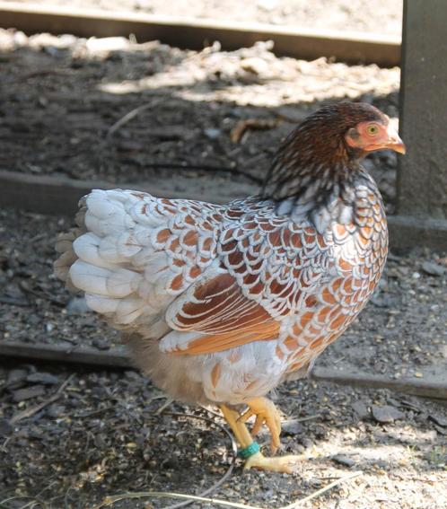Wyandotte kriel, Dieren en Toebehoren, Pluimvee