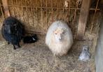 Schaapjes, Dieren en Toebehoren, Schapen, Geiten en Varkens, Mannelijk, Schaap, 0 tot 2 jaar
