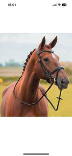 Gezocht wandelpaard, Dieren en Toebehoren
