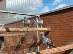Duivinnen te koop, Dieren en Toebehoren, Vogels | Duiven, Vrouwelijk, Overige soorten