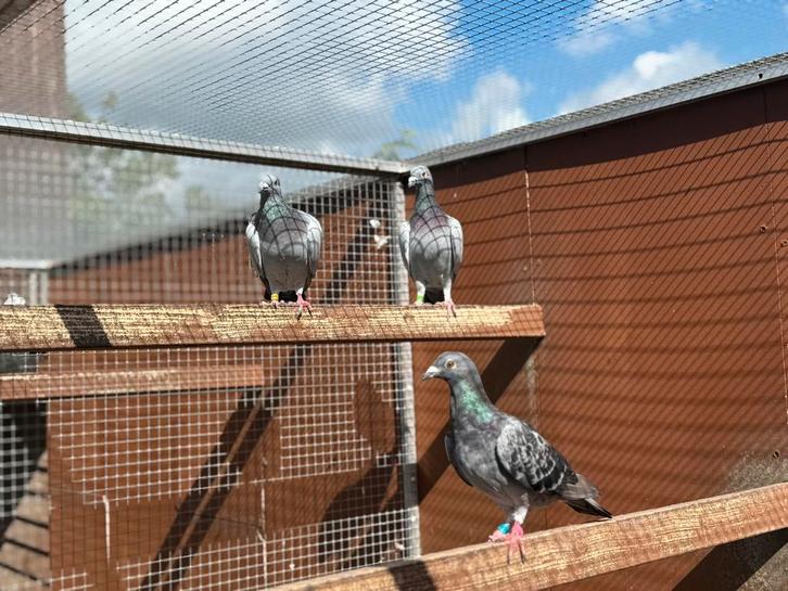 Duivinnen te koop, Dieren en Toebehoren, Vogels | Duiven, Overige soorten, Vrouwelijk