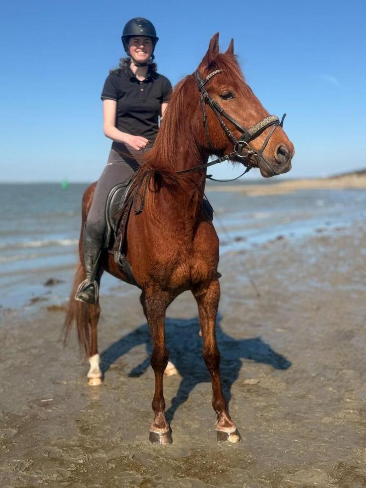 Lieve ruin, Dieren en Toebehoren, Paarden, Ruin, B, 165 tot 170 cm, 3 tot 6 jaar, Recreatiepaard, Ontwormd, Ingeënt