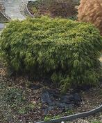 bamboe struik en Miscanthus sinensis, Tuin en Terras, Ophalen, Overige soorten, Struik, 100 tot 250 cm