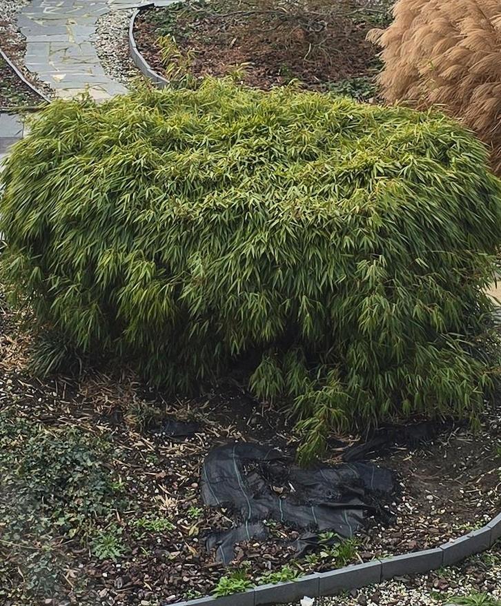 Bamboe struik, Tuin en Terras, Planten | Struiken en Hagen, Ophalen