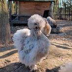 Hennen usa zijdehoenders sierkippen zijdehoen kippen, Vrouwelijk, Kip