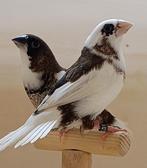 koppel japanse meeuwtjes zwart wit getekend, Animaux & Accessoires, Oiseaux | Oiseaux Autre, Plusieurs animaux, Oiseau tropical