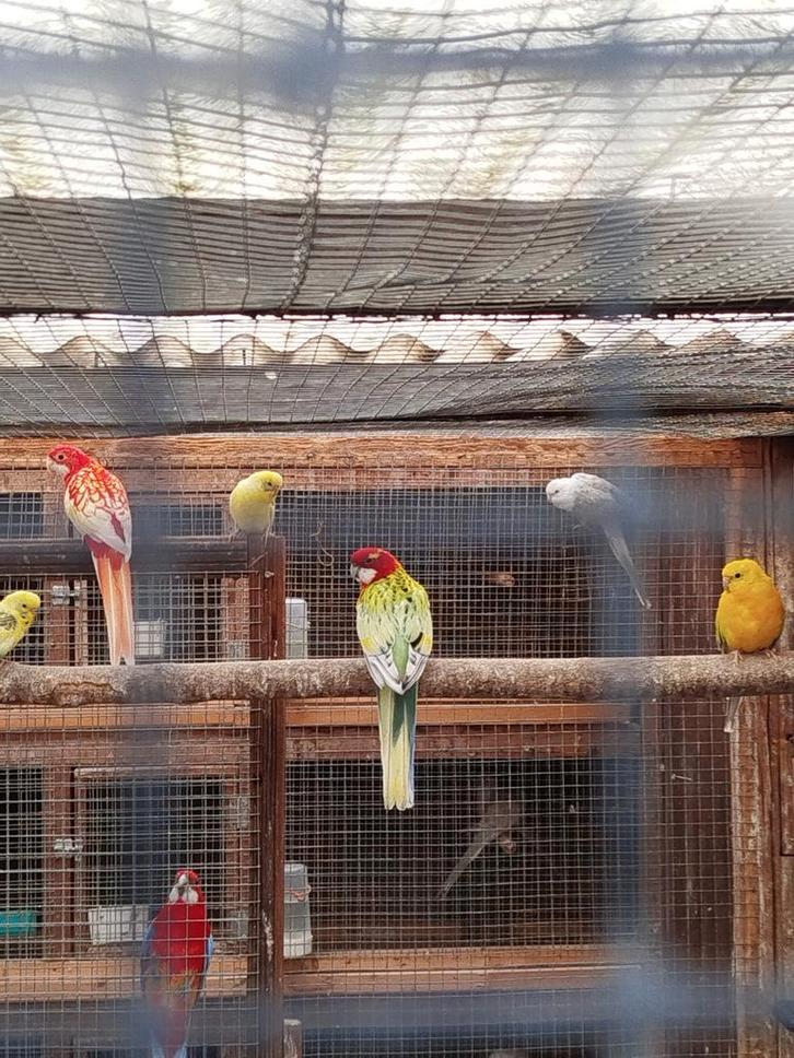 Parkieten, Animaux & Accessoires, Oiseaux | Perruches & Perroquets