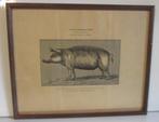 collectie antieke lithos prenten varken koe...Acclimatation, Verzenden