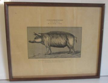 collection d'estampes anciennes sur lithos, cochon, vache...