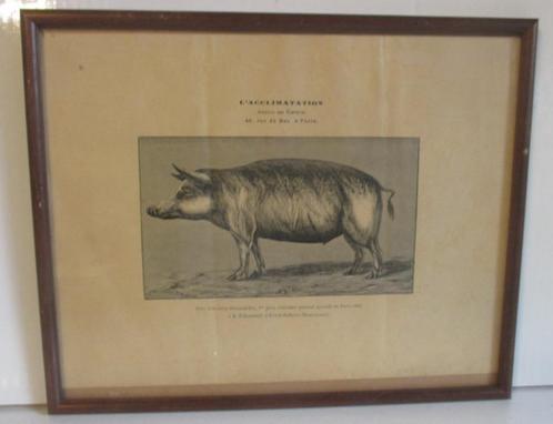 collectie antieke lithos prenten varken koe...Acclimatation, Antiek en Kunst, Kunst | Litho's en Zeefdrukken, Verzenden
