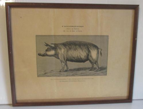 collection d'estampes anciennes sur lithos, cochon, vache..., Antiquités & Art, Art | Lithographies & Sérigraphies, Envoi