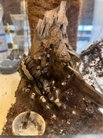 Vogelspin P. Regalis