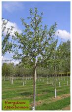 HOOGSTAM oa "JAMES GRIEVE", Maat 8/10, ACTIE 25/Stuk !!!, Tuin en Terras, Planten | Tuinplanten, Ophalen, Lente, Vaste plant, Fruitplanten