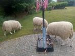 Te koop 3 schapen, Dieren en Toebehoren, Schapen, Geiten en Varkens