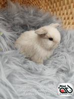 Raszuiver baby minilop konijn ram (transport mogelijk), Dieren en Toebehoren, Mannelijk, Dwerg, Hangoor, 0 tot 2 jaar