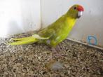 kakariki's, Dieren en Toebehoren, Meerdere dieren, Parkiet