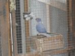halsbanden bleekstaart opaline, Meerdere dieren, Parkiet, Geringd