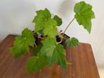 Begonia ricinifolia ‘Immense‘, Maison & Meubles, Plantes d'intérieur, Autres espèces, En pot, Plante à fleurs, Moins de 100 cm