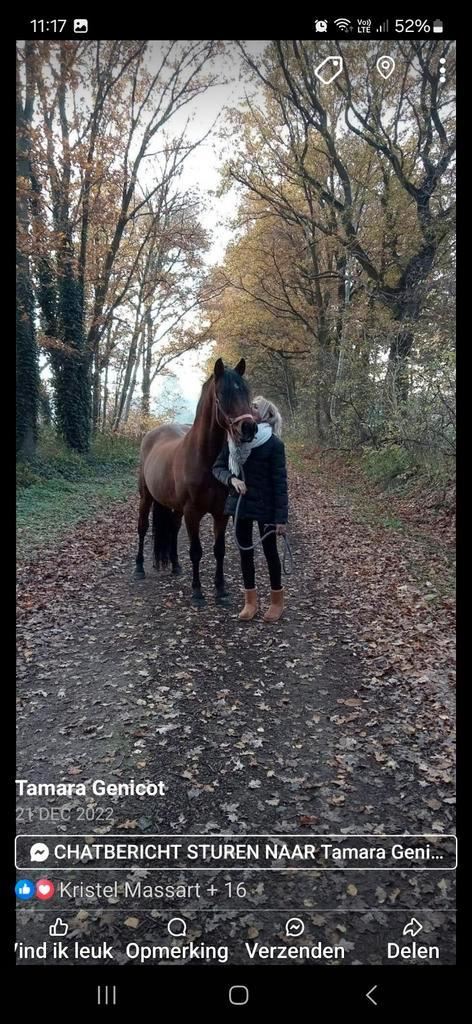 Spaans ruin, Dieren en Toebehoren, Paarden