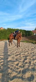 Knap, lief klein paardje (E pony), Dieren en Toebehoren, Paarden, Merrie, Minder dan 160 cm, Gechipt, Niet van toepassing